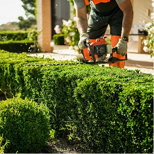 Un homme taille une haie verdoyante avec un taille-haie à moteur à Allainville près d'Ablis dans les Yvelines 78