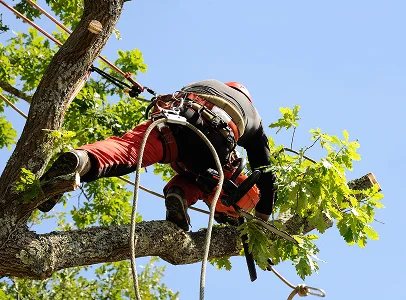 Arboriste avec harnais et tronçonneuse taille un chêne du haut d'une branche à Allainville près d'Ablis dans les Yvelines 78