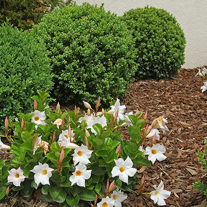 Buissons verts taillés en boule et fleurs blanches à centre jaune, paillis de copeaux de bois à Allainville près d'Ablis dans les Yvelines 78