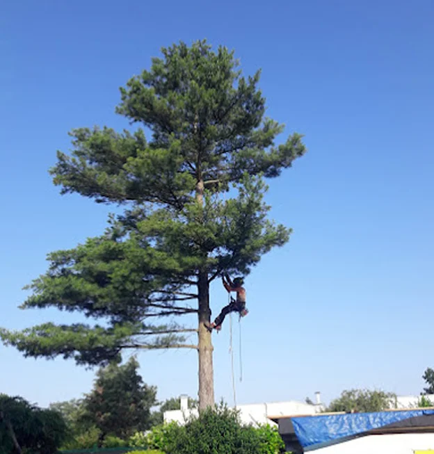 Arboriste avec harnais et cordes élaguant un grand pin sous un ciel bleu à Allainville près d'Ablis dans les Yvelines 78