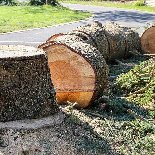 Troncs d'arbre coupés en billes au bord d'une route, avec sciure et branches à Allainville près d'Ablis dans les Yvelines 78