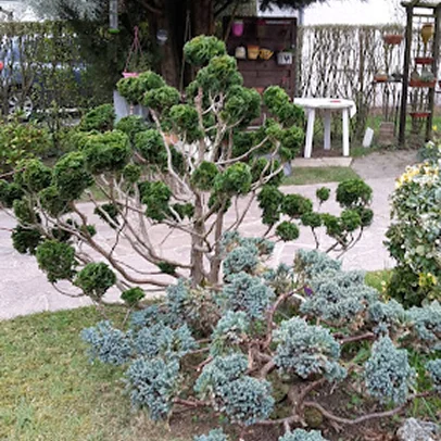 Jardin avec buisson taillé en topiaire, table blanche, et étagère murale en bois à Allainville près d'Ablis dans les Yvelines 78