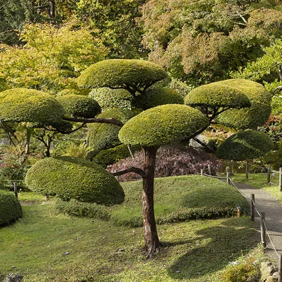 Jardin japonais avec des arbres taillés en forme de nuages et un chemin bordé à Allainville près d'Ablis dans les Yvelines 78
