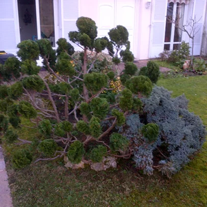Un arbre topiarié et un buisson bas devant une maison aux volets blancs à Allainville près d'Ablis dans les Yvelines 78