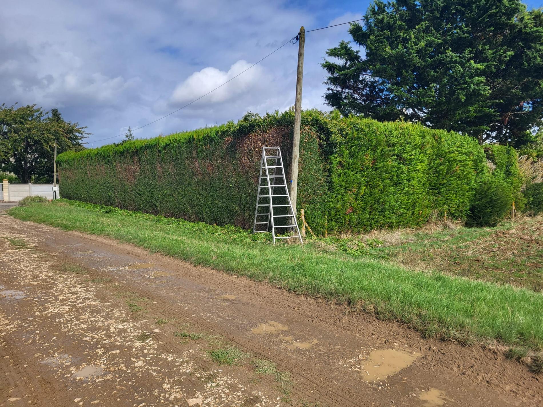 Taille d'une haie de thuyas