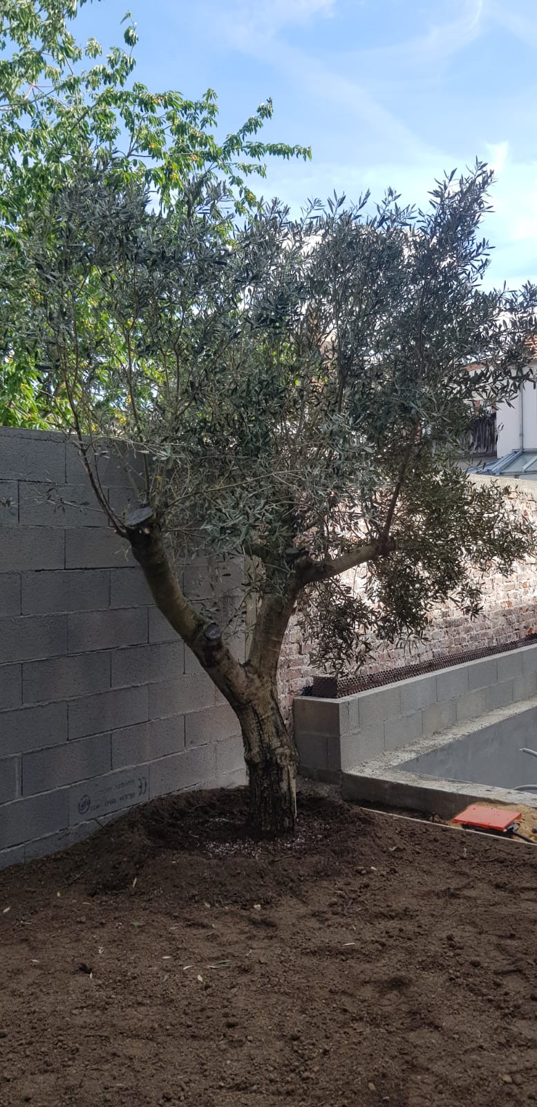 Aménagement d'un jardin en 2022 / Terrasse Bois exotique / Plantations