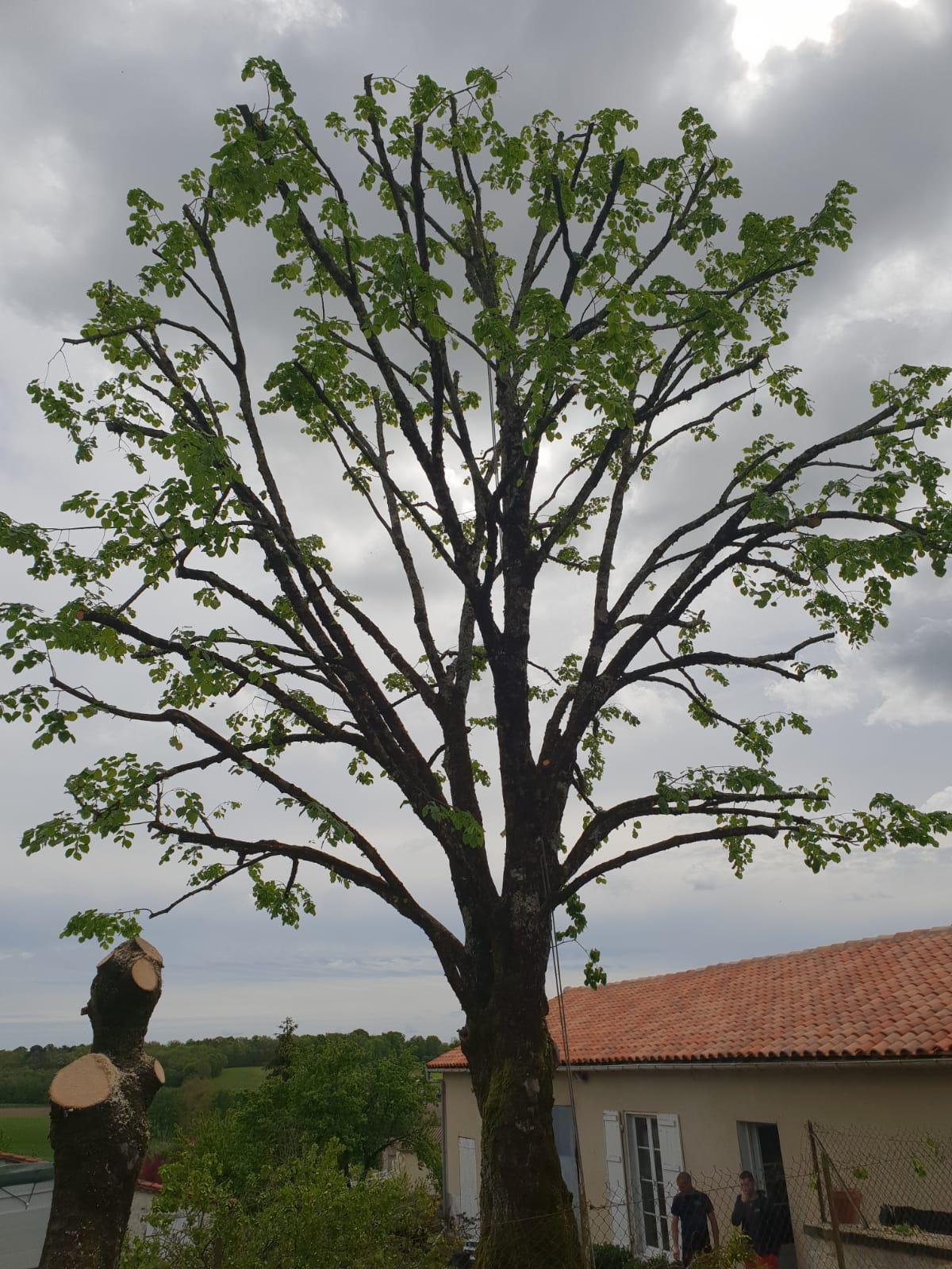 Elagage d'un Tilleul / Réduction du houppier et éclaircit