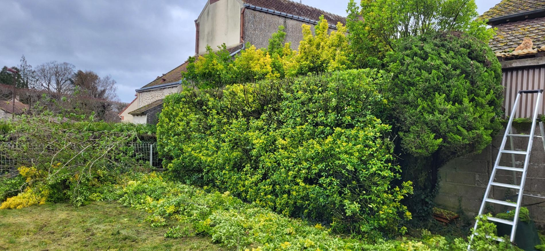 Taille de remise en forme d'une haie